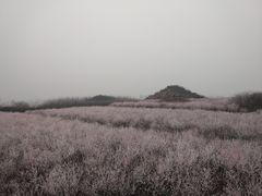 -明秦王墓遗址