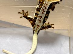 -酷以爬仙阁实体爬宠店·守宫·蜥蜴·专业繁育