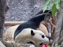 -灵玲国际马戏城