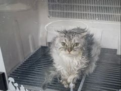 -宠颐生宠物医院·犬猫全科·皮肤科(商业街店)
