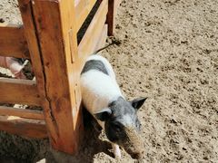 -中国马镇舞马世界主题乐园