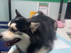 -半岛宠物医院24小时(科华中路店)