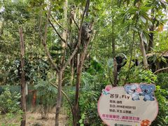 -广州长隆野生动物世界