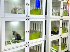 -青奢宠物·青奢猫舍