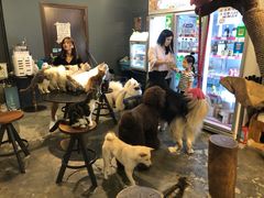 -more than meow吴止猫主题餐厅(承德 中船汇店)