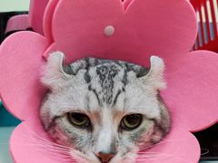-乖乖宠物医院·猫科·急重症中心(车站北路分院)