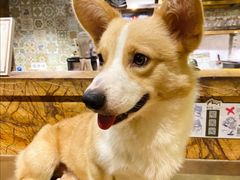 -more than meow吴止猫主题餐厅(承德 中船汇店)