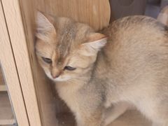 -猫域·湾主题猫咖·宠物吧(南坪城市广场店)