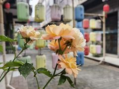 -平乐古镇