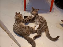 -我爱猫咪·猫咖·狗咖·安哥拉兔·羊驼咖(小寨华旗店)