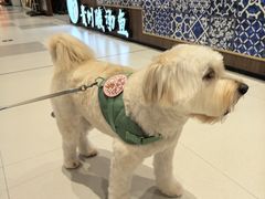 -帕帕拉兹宠物(亚洲旗舰店)