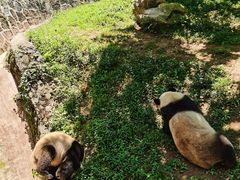 -都江堰中华大熊猫苑