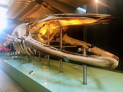 -墨尔本博物馆(Melbourne Museum)