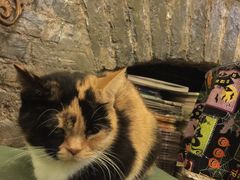 -猫色咖啡·猫咖