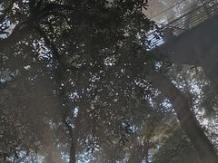 -云南屏边大围山国家公园