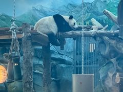 -武汉动物园