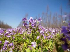 -黄海国家森林公园