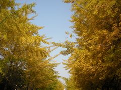 DSCN1735-辽宁大学(崇山校区)