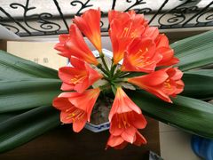 -浣花小筑