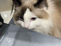 -菲尔斯特宠物医院