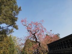 -香山公园