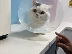 -皮特动物医院(24小时店)