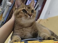 -瑞鹏宠物医院·超声·骨科·奇麟分院(蜀都万达店)