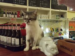 -猫色咖啡·猫咖