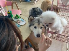 -汪说·狗咖(旺城大厦店)