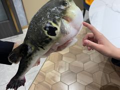 -鲐赏河豚(长寿店)