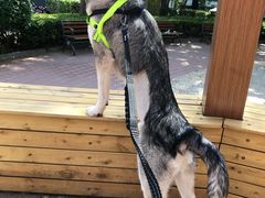 -北京赛佳动物医院