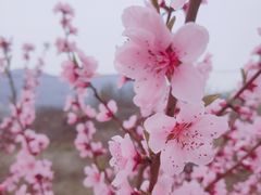 -黄金寨原生态旅游区