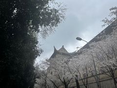 -武汉大学-樱园