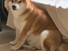 -FAELING PETS美天灵宠物(富力广场店)
