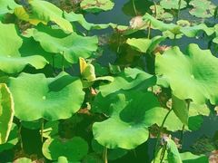 -溱湖国家湿地公园