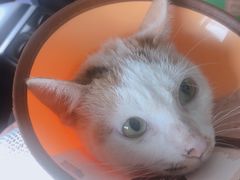 -安安宠医·安宠宠物医院