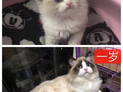 血统的力量-Bastet sally猫舍购宠(静安店)