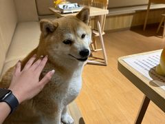 -柴の食堂·日式家庭料理·熊之肆(大学路店)