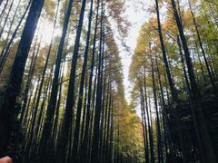 -山王坪喀斯特国家生态公园