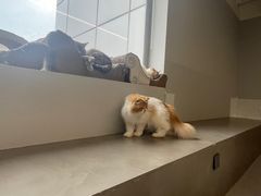 -Cappucimeow猫咪咖啡馆(韦伯时代店)