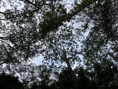 -黄埔油麻山森林公园