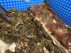 -乔哥铭洋海鲜自助(皇城恒隆广场店)