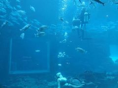 -海棠湾洲际-涛·海底餐厅·美人鱼·自助餐·海底隧道