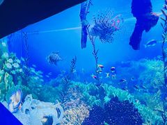 -芜湖新华联大白鲸海洋公园