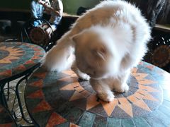 -猫猫幼稚园·撸猫·桌游·电玩