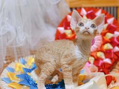 -十年猫舍·猫咪专门店(普陀店)