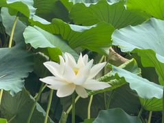 -莲池书院博物馆