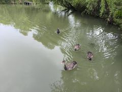 -长兴太湖图影湿地文化园