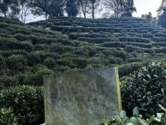 -十八棵（老龙井）御茶园(老龙井店)