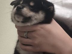 -逗柴咖啡屋·狗咖猫咖宠物桌游
